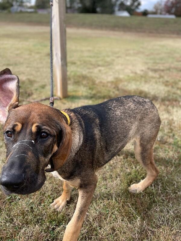 Enlarge Bowser, a Adoptable Hound in Maryville, TN image 5/6