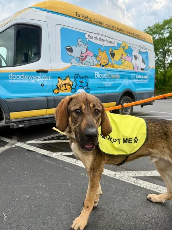 Enlarge Bowser, a Adoptable Hound in Maryville, TN image 6/6