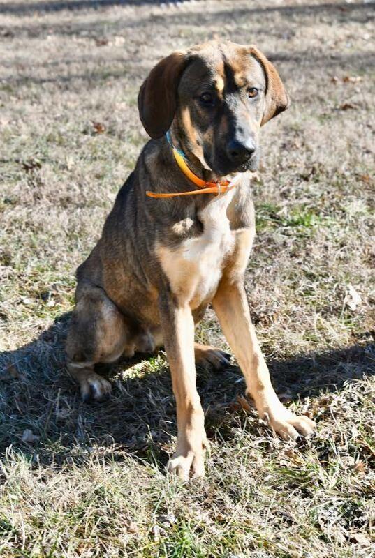 Enlarge Bowser, a Adoptable Hound in Maryville, TN image 6/6