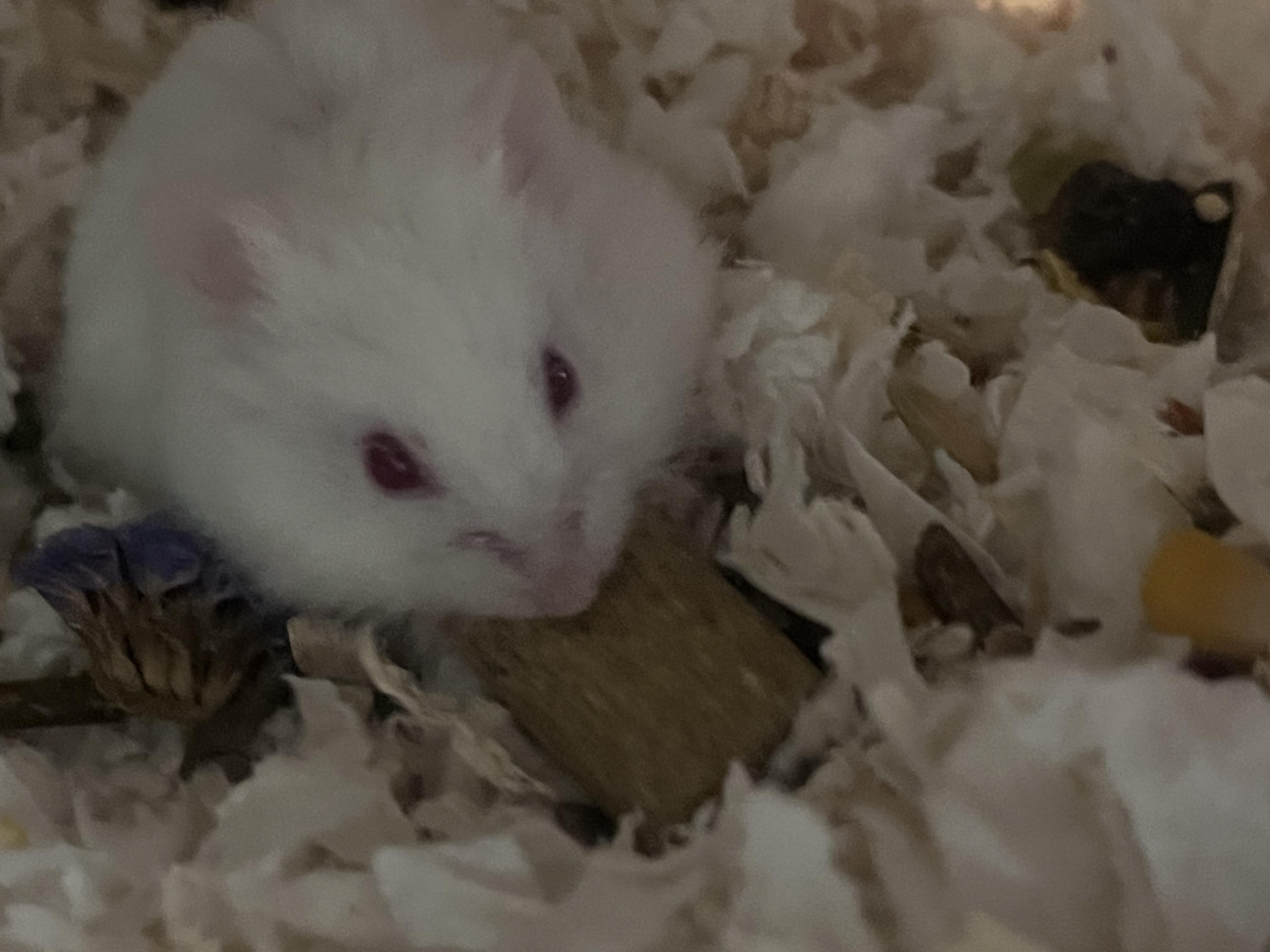 Enlarge Herb, a Adoptable mixed breed in West Hollywood, CA image 1/4