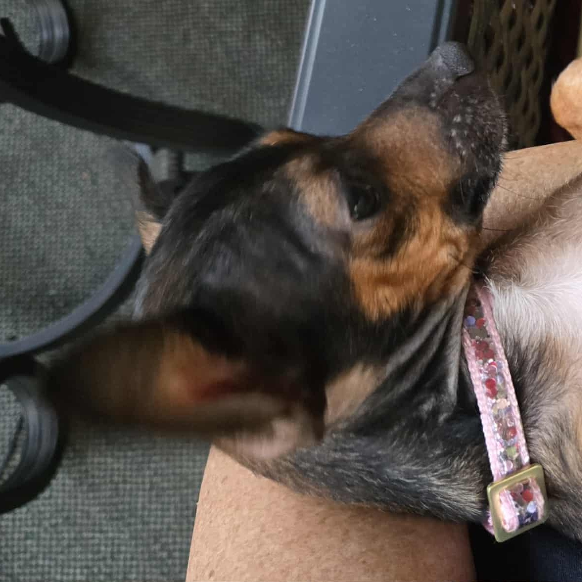 Marguerita , ADOPTABLE, Adult Female Chihuahua & Miniature Dachshund.