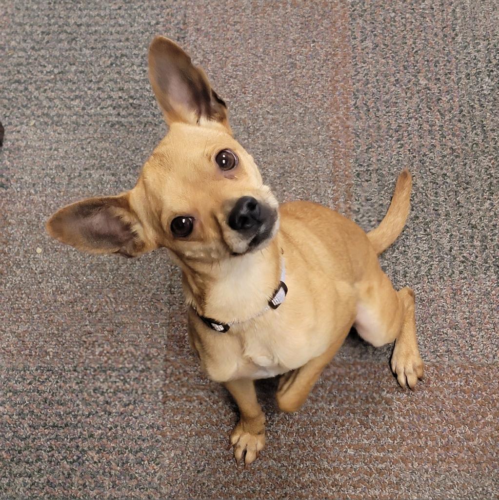 Barnaby, Adoptable, Adult Male Chihuahua.