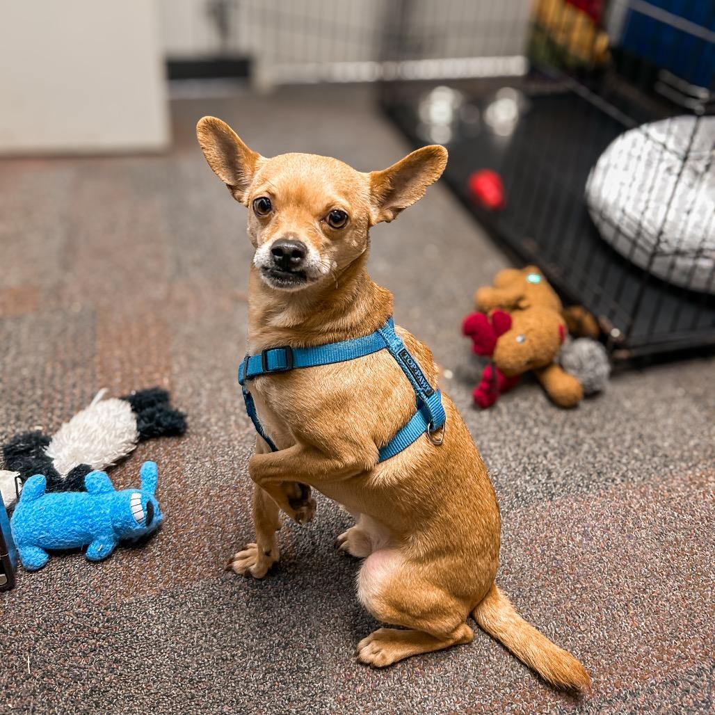 Enlarge Barnaby, a Adoptable Chihuahua in Harrisonburg, VA image 1/3