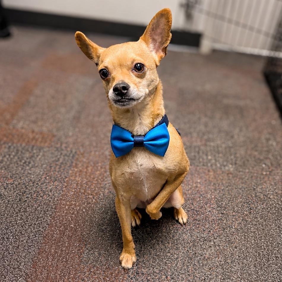 Enlarge Barnaby, a Adoptable Chihuahua in Harrisonburg, VA image 2/3