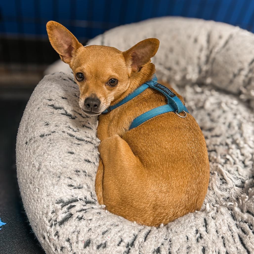 Enlarge Barnaby, a Adoptable Chihuahua in Harrisonburg, VA image 3/3