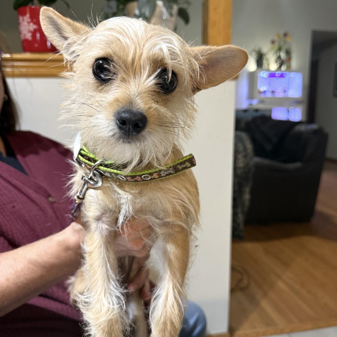 Enlarge Poppy, a Adoptable mixed breed in Omaha, NE image 5/5