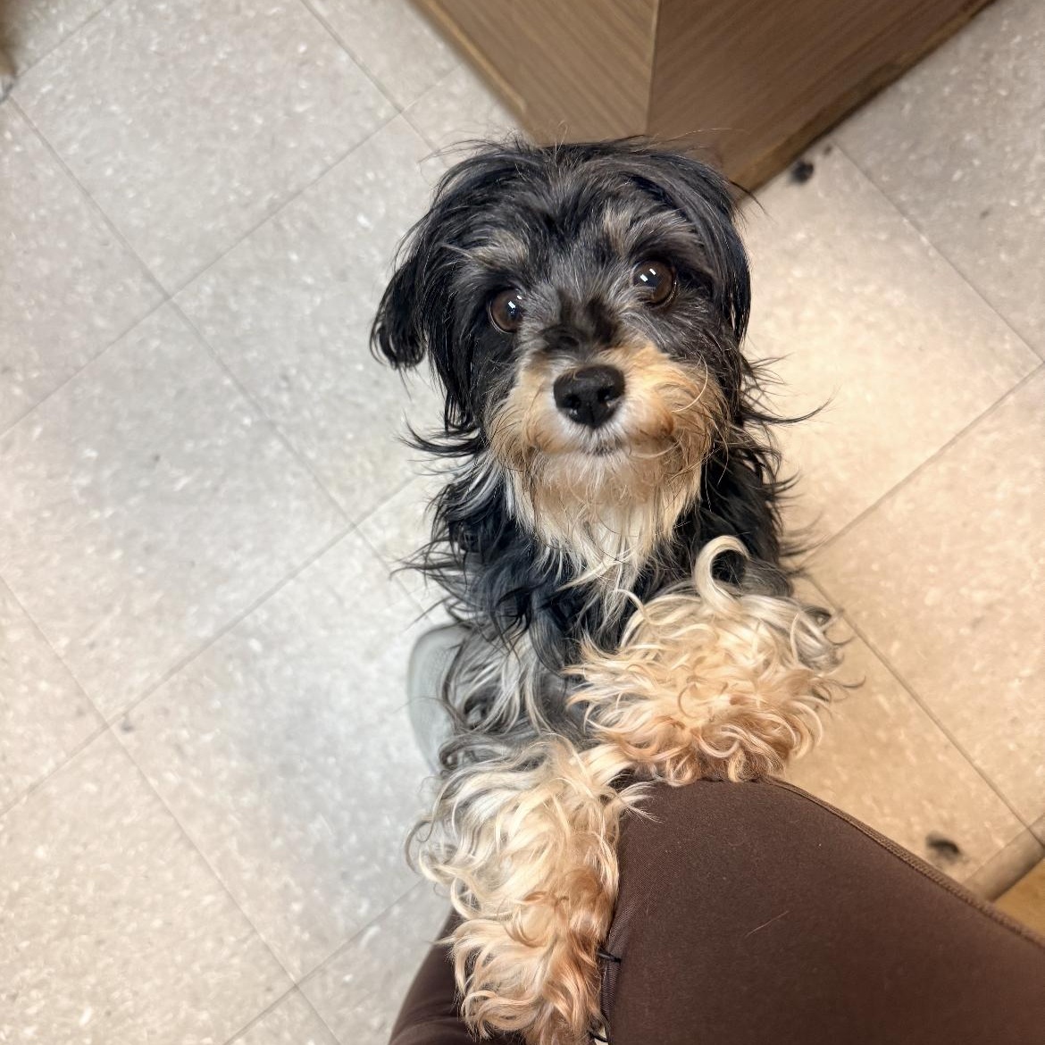 Enlarge Poppy, a Adoptable mixed breed in Omaha, NE image 2/5