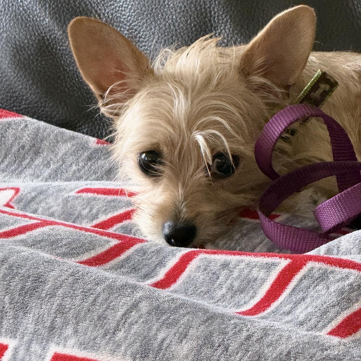 Enlarge Poppy, a Adoptable mixed breed in Omaha, NE image 3/5