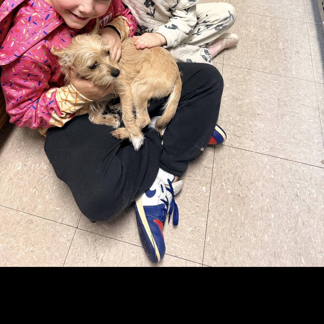 Enlarge Poppy, a Adoptable mixed breed in Omaha, NE image 4/5