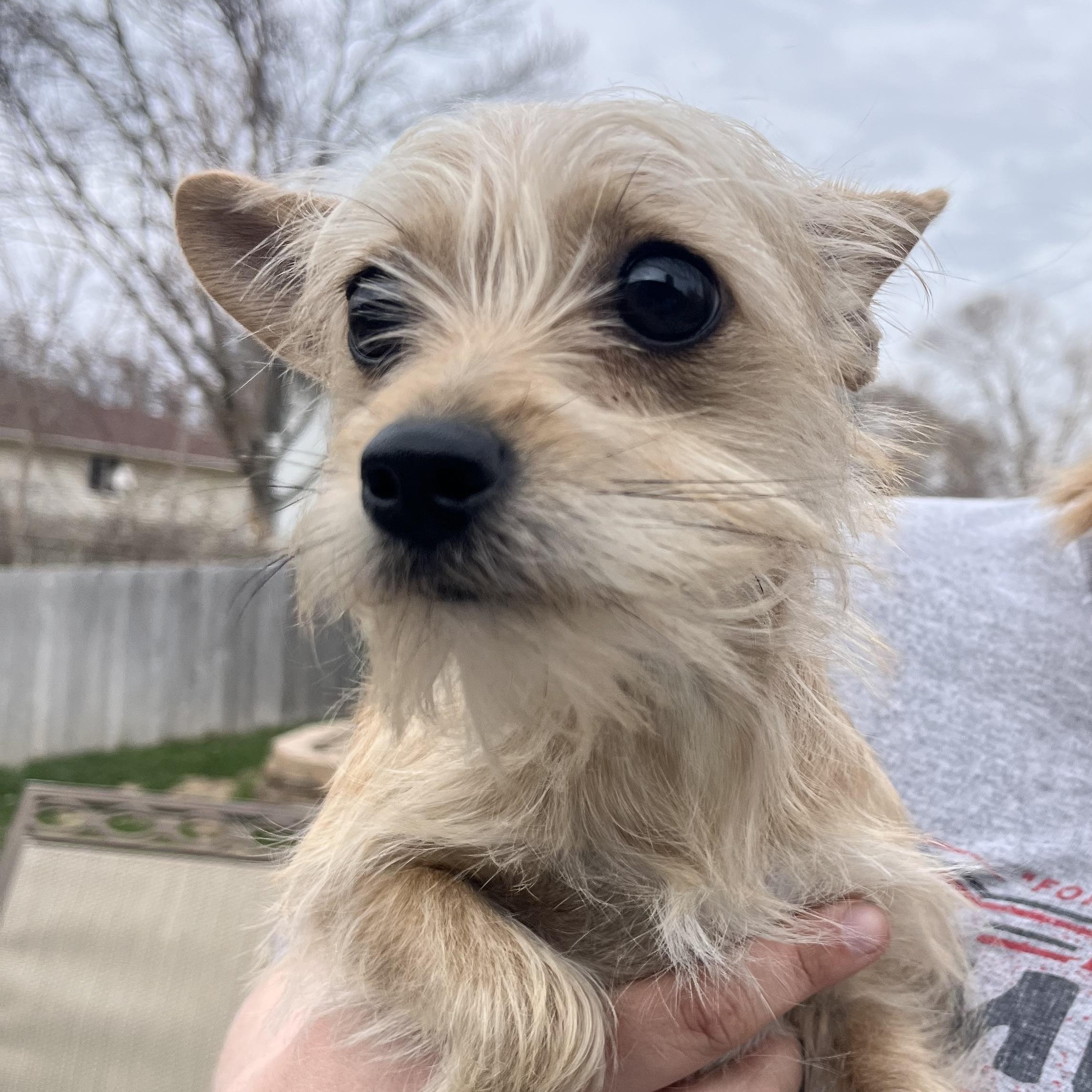 Poppy, Adoptable, Puppy Female Yorkshire Terrier & Chihuahua.