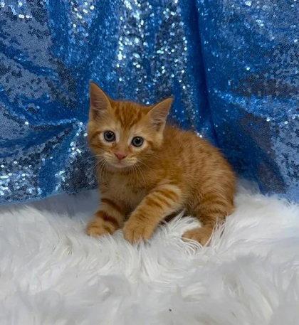Enlarge Finch, a Adoptable Domestic Short Hair in Clarkesville, GA image 1/1