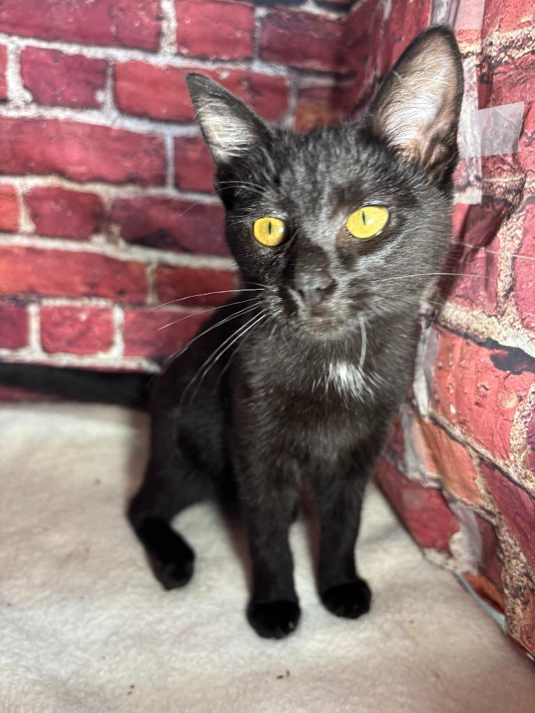 Enlarge Aurora, a Adoptable mixed breed in Pittsfield, IL image 1/6