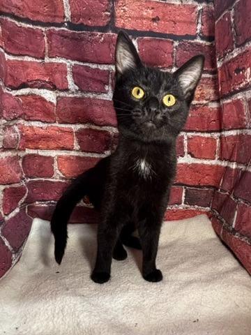 Enlarge Aurora, a Adoptable mixed breed in Pittsfield, IL image 2/6