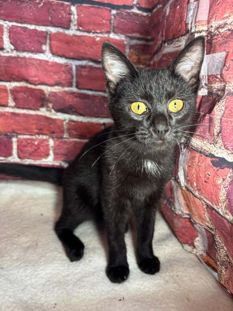 Enlarge Aurora, a Adoptable mixed breed in Pittsfield, IL image 3/6