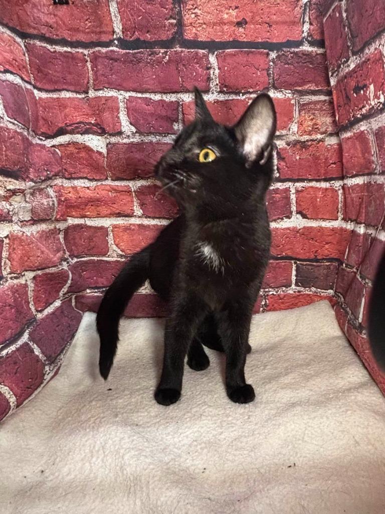 Enlarge Aurora, a Adoptable mixed breed in Pittsfield, IL image 5/6