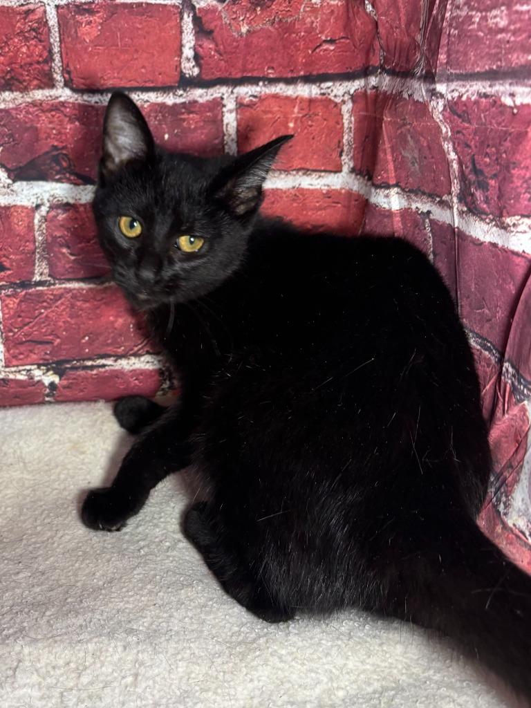 Enlarge Aurora, a Adoptable mixed breed in Pittsfield, IL image 6/6