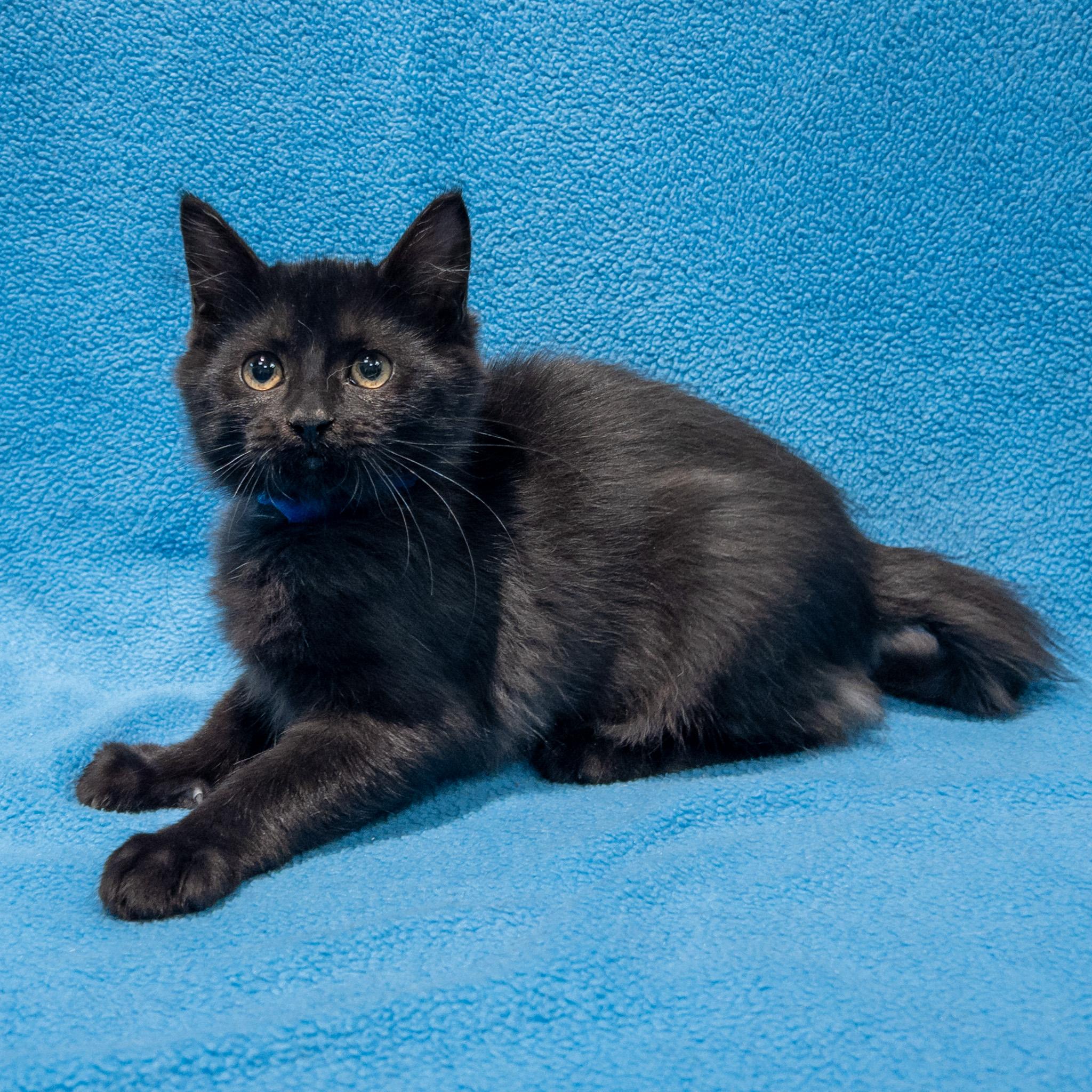 Enlarge Stevenson, a Adoptable mixed breed in Overland Park, KS image 2/2