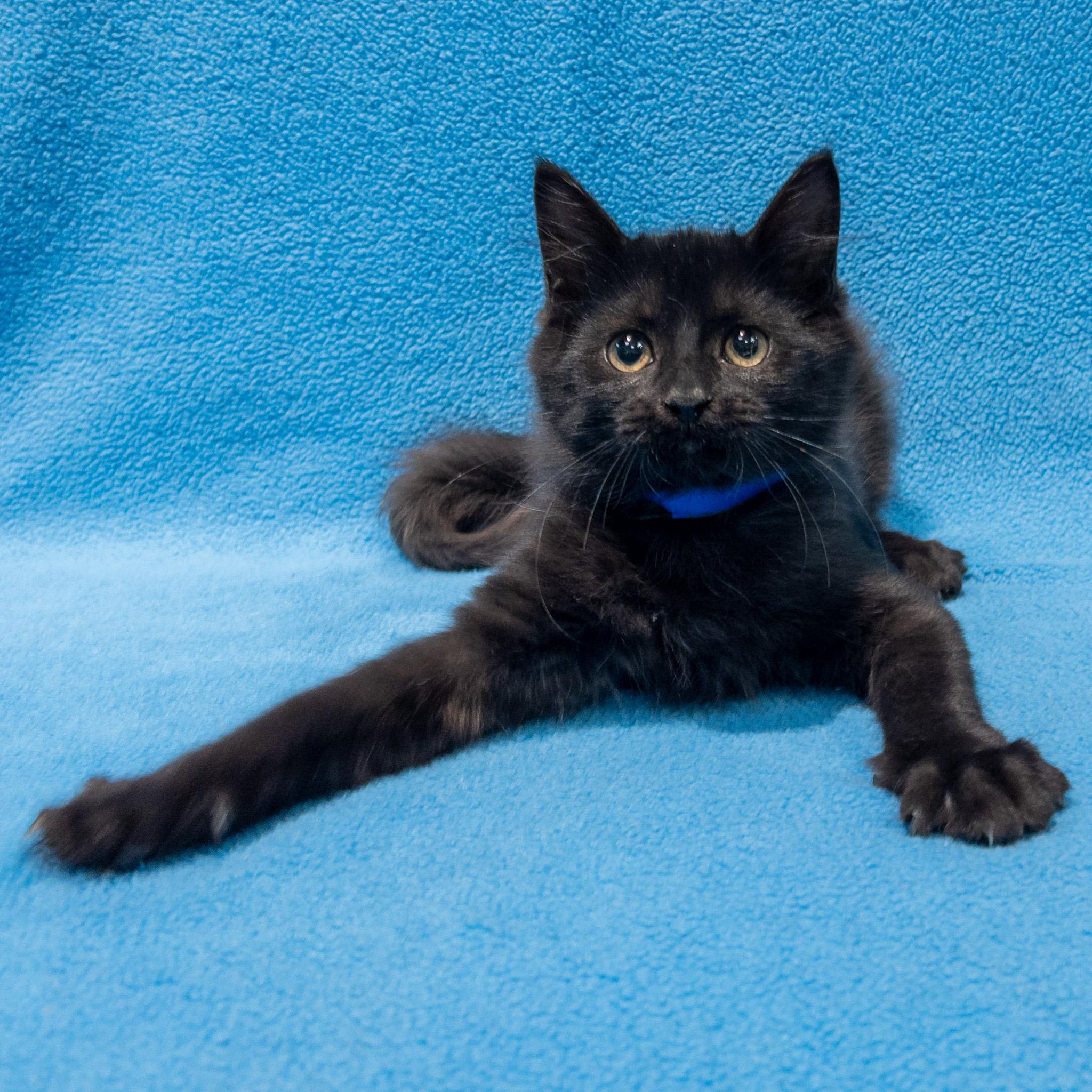 Stevenson, Adoptable, Kitten Male Maine Coon & Domestic Long Hair.