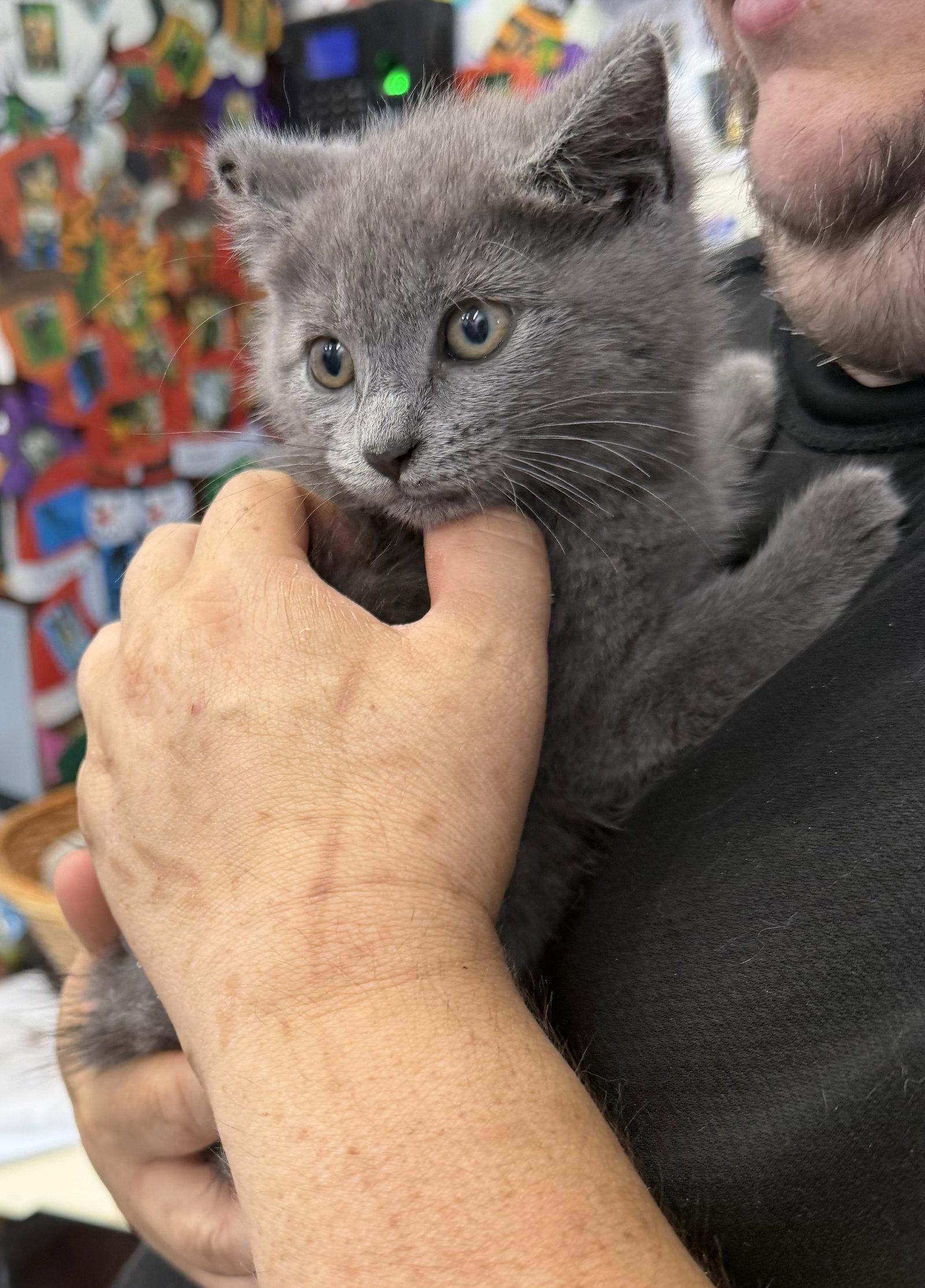 Kiwi, Adopted, Young Female Domestic Short Hair.