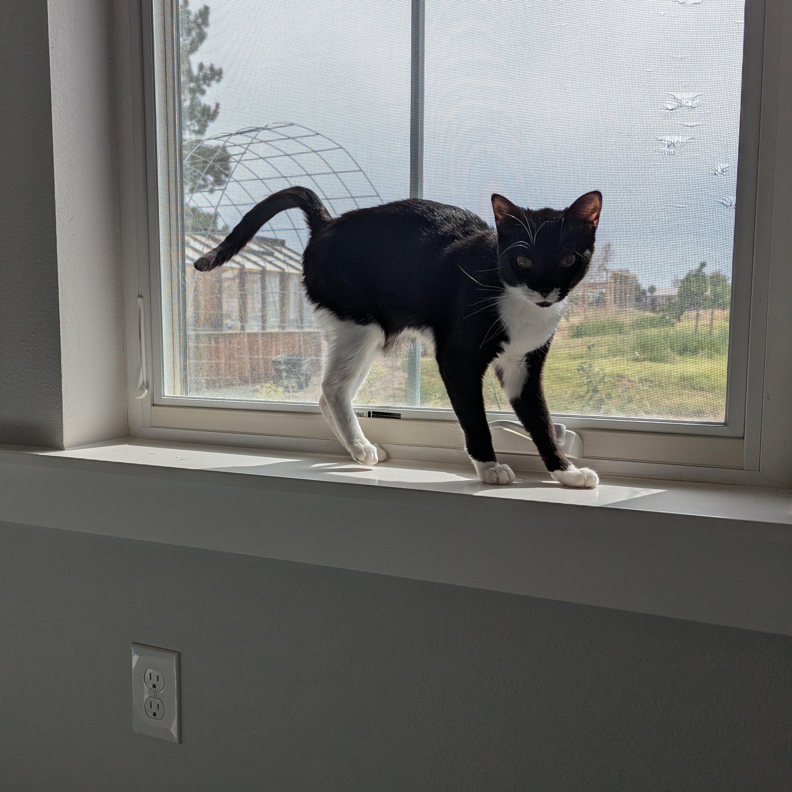 Enlarge Buttercup - FeLV, a Adoptable mixed breed in West Richland, WA image 6/6
