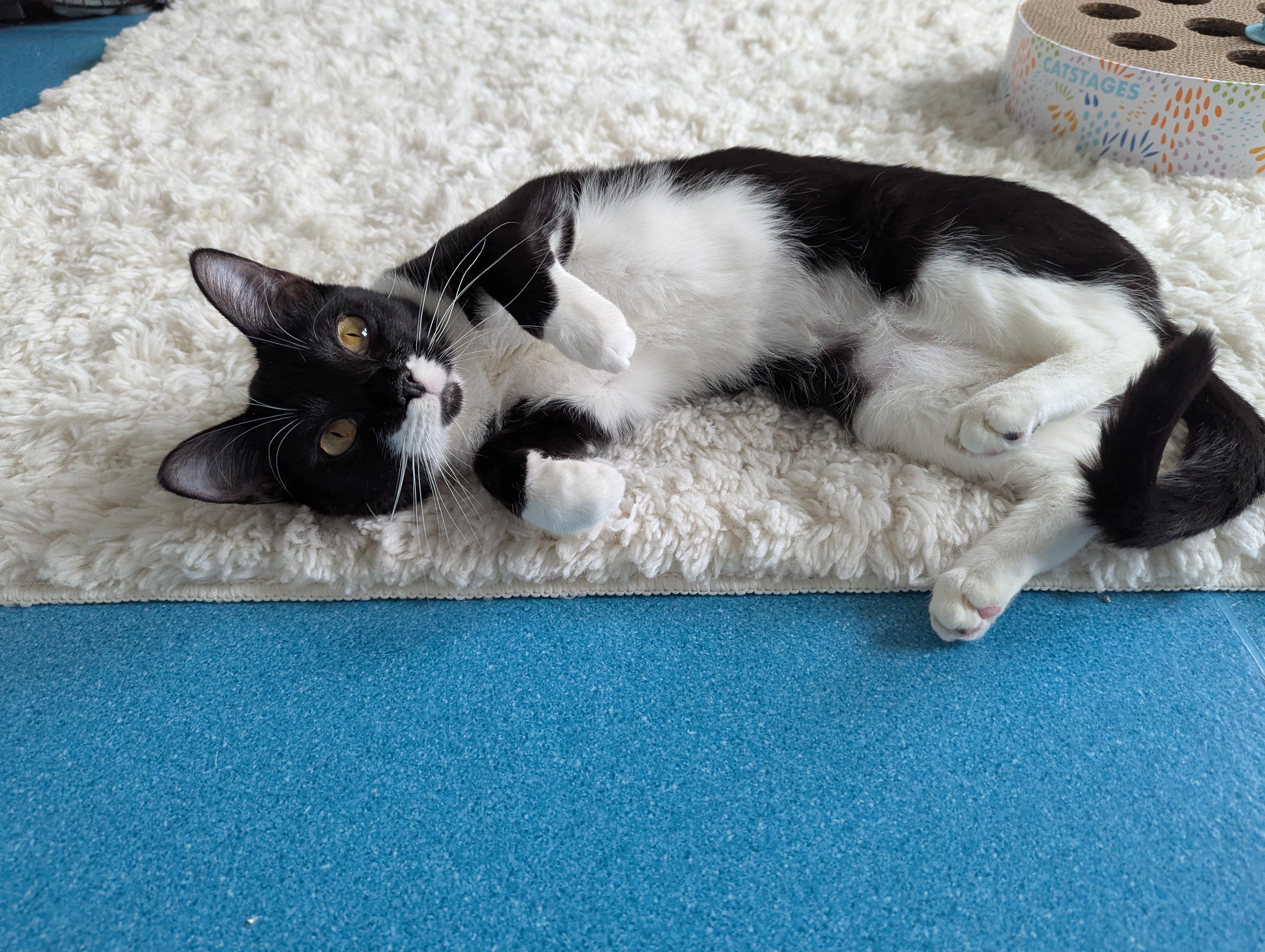 Buttercup - FeLV, Adoptable, Young Female Domestic Short Hair & Tuxedo.