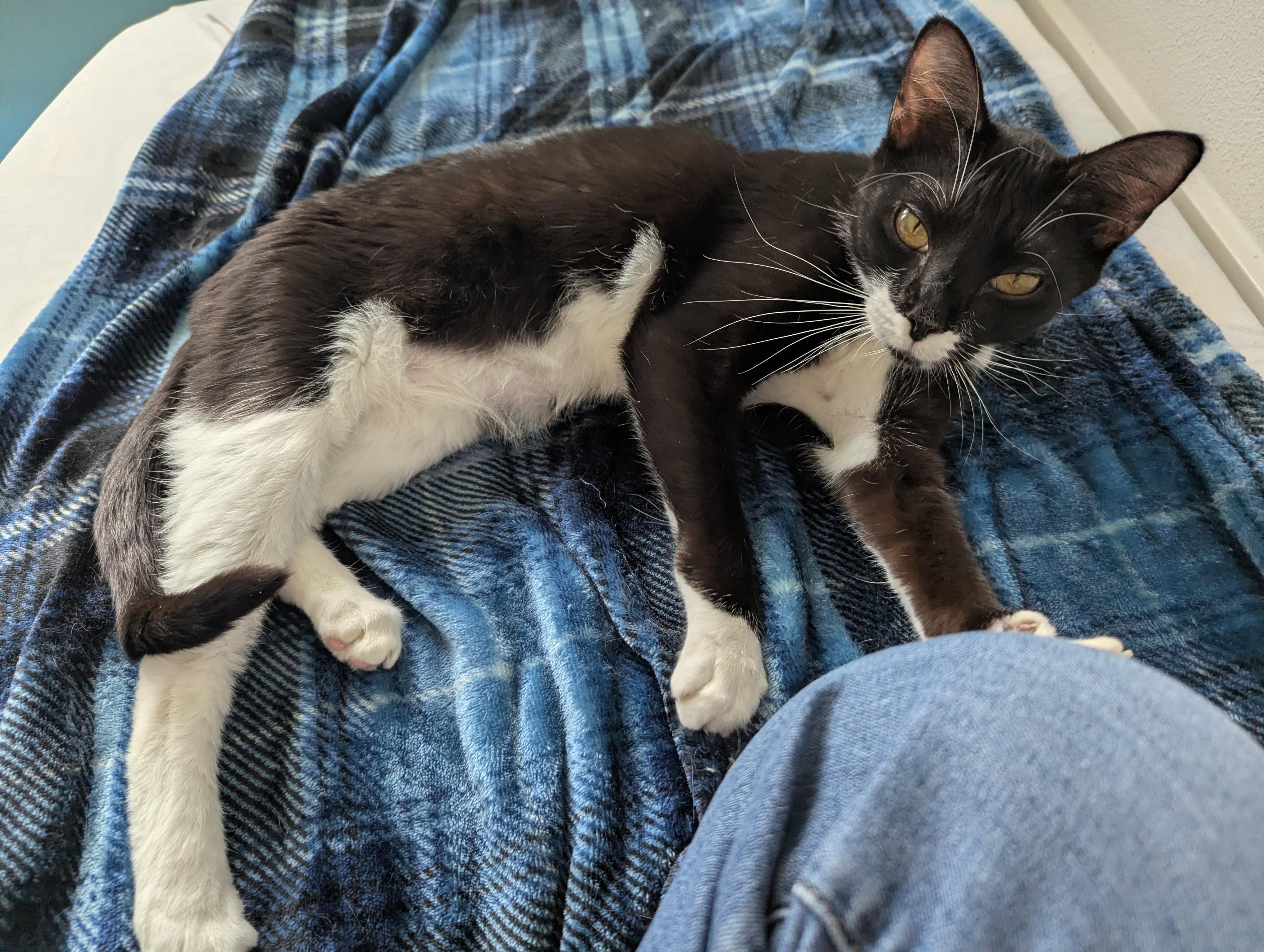 Enlarge Buttercup - FeLV, a Adoptable mixed breed in West Richland, WA image 5/6
