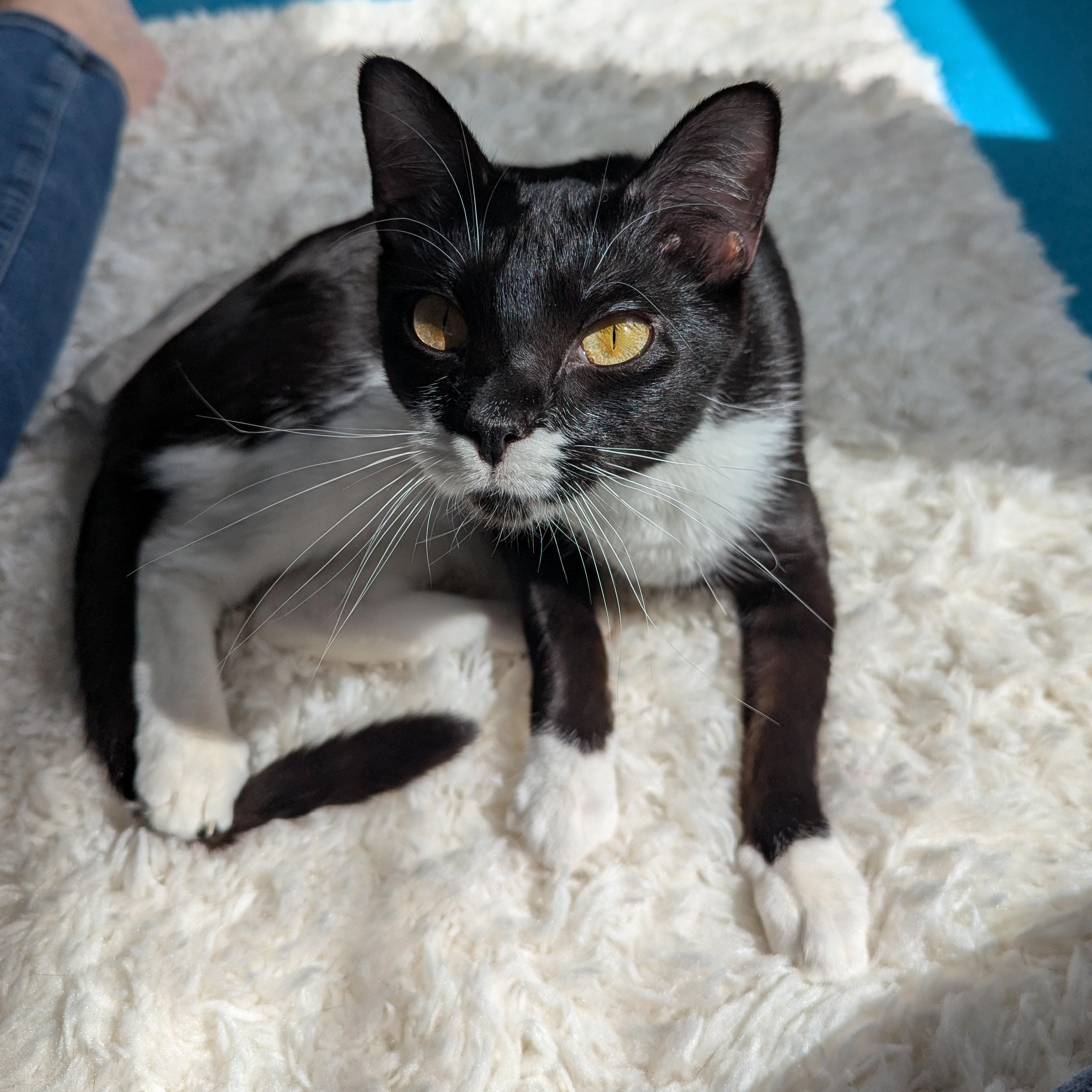 Enlarge Buttercup - FeLV, a Adoptable mixed breed in West Richland, WA image 4/6