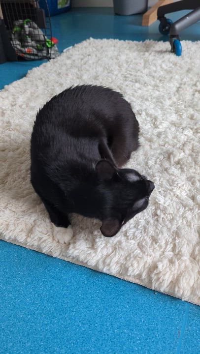 Enlarge Buttercup - FeLV, a Adoptable mixed breed in West Richland, WA video 2/6