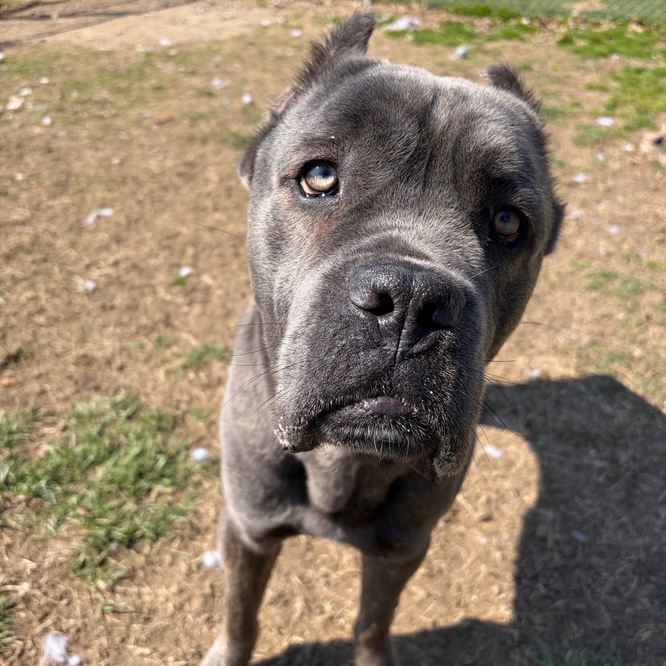 Enlarge Cobalt, a ADOPTABLE mixed breed in Benton Harbor, MI image 1/4
