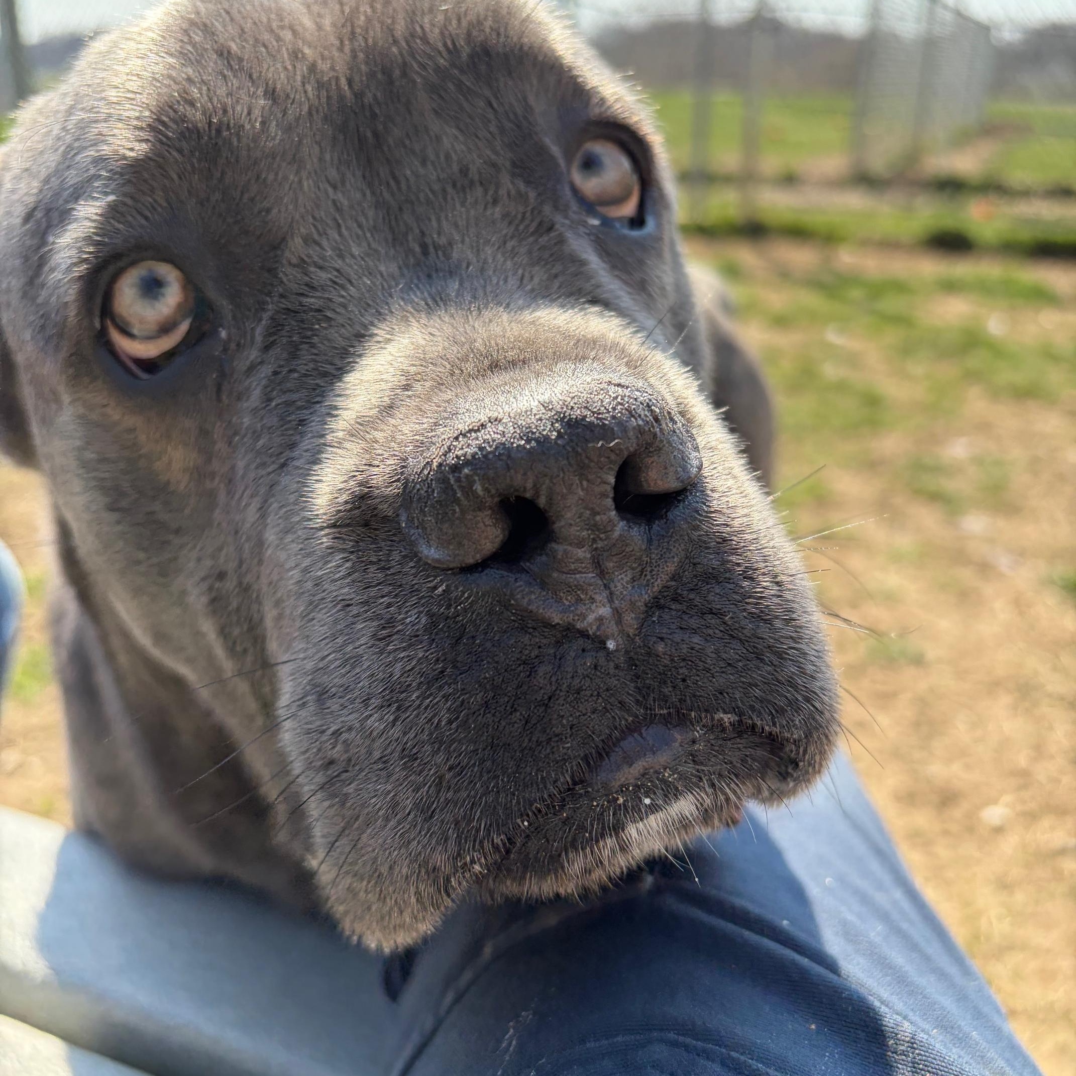 Enlarge Cobalt, a ADOPTABLE mixed breed in Benton Harbor, MI image 4/4