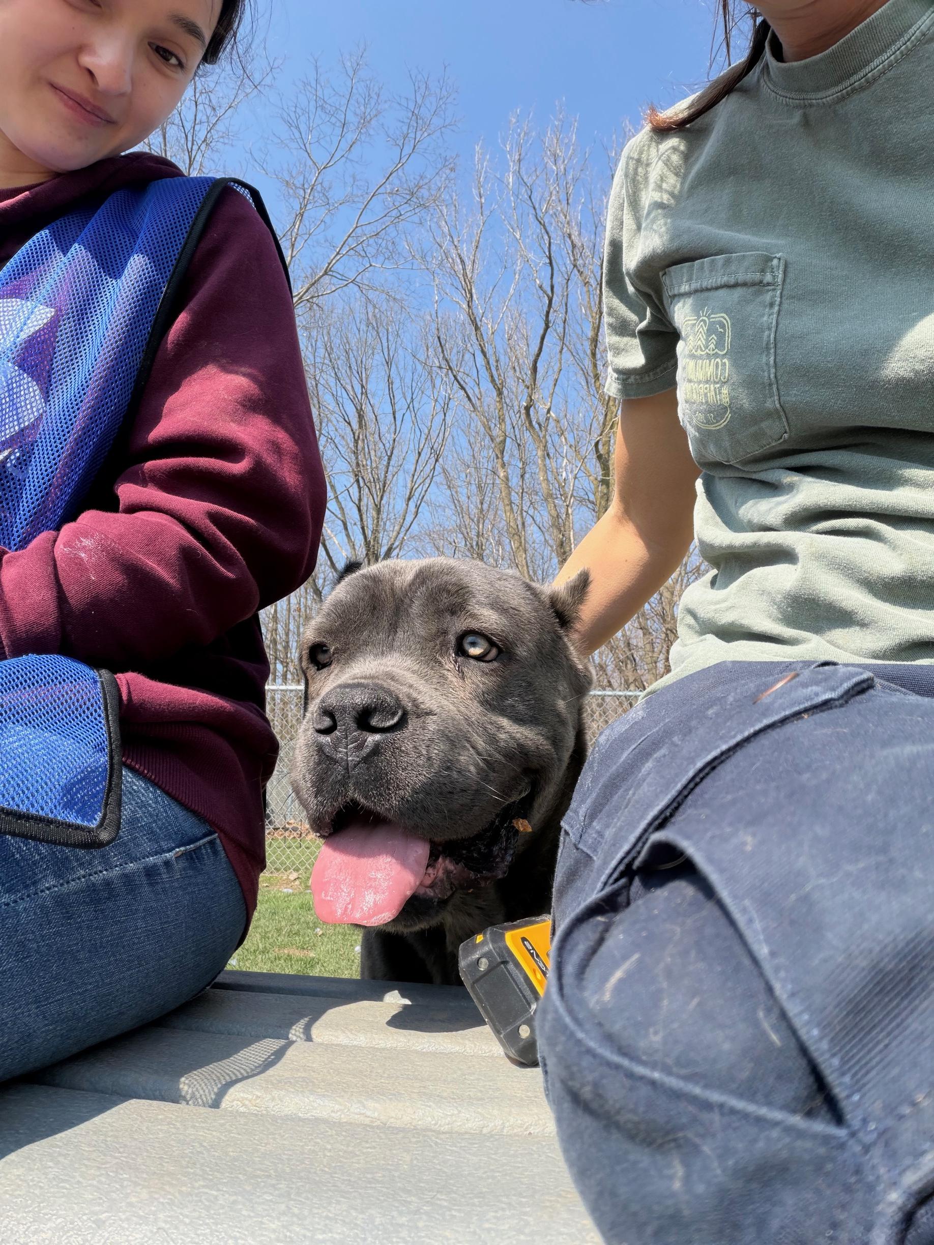 Enlarge Cobalt, a ADOPTABLE mixed breed in Benton Harbor, MI image 2/4