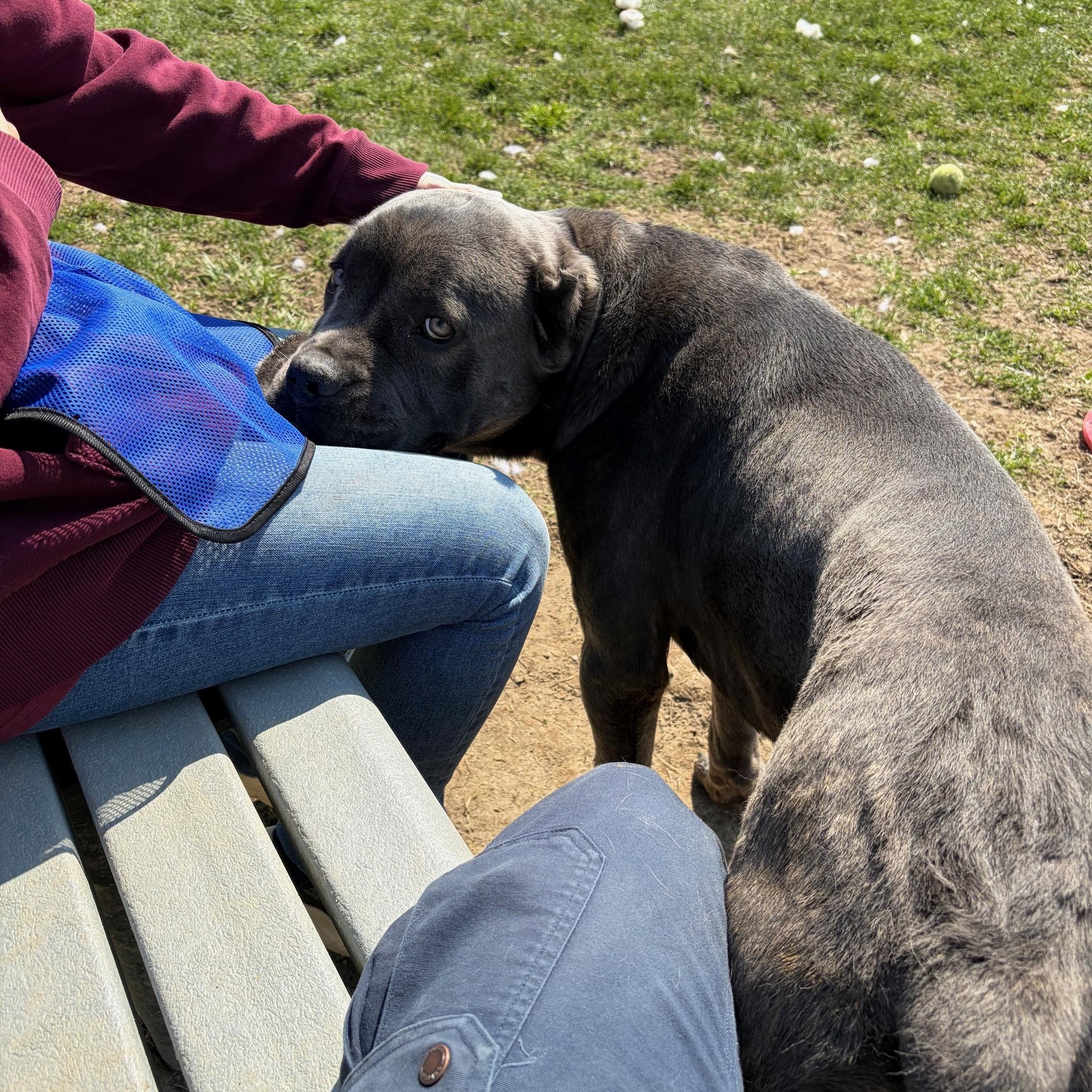Enlarge Cobalt, a ADOPTABLE mixed breed in Benton Harbor, MI image 3/4