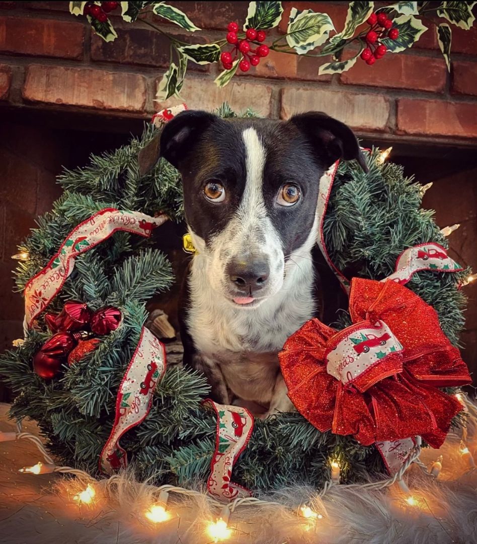 Enlarge Jeter, a Adopted mixed breed in Scottsdale, AZ image 1/4