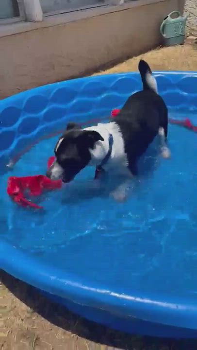 Enlarge Jeter, a Adopted mixed breed in Scottsdale, AZ video 4/4