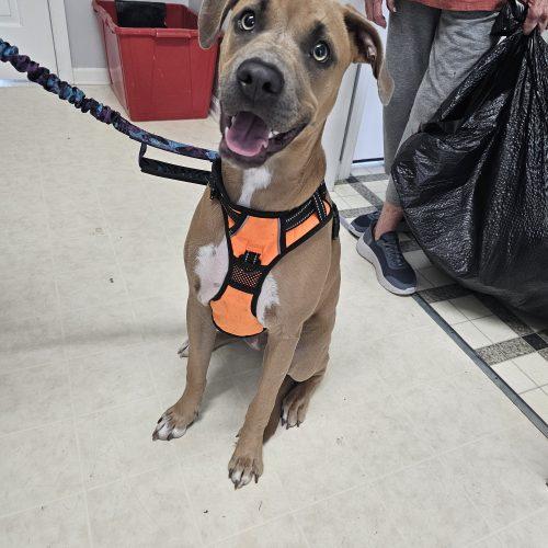 Sunny 5827 D, Adoptable, Puppy Female Black Mouth Cur & Mixed Breed.