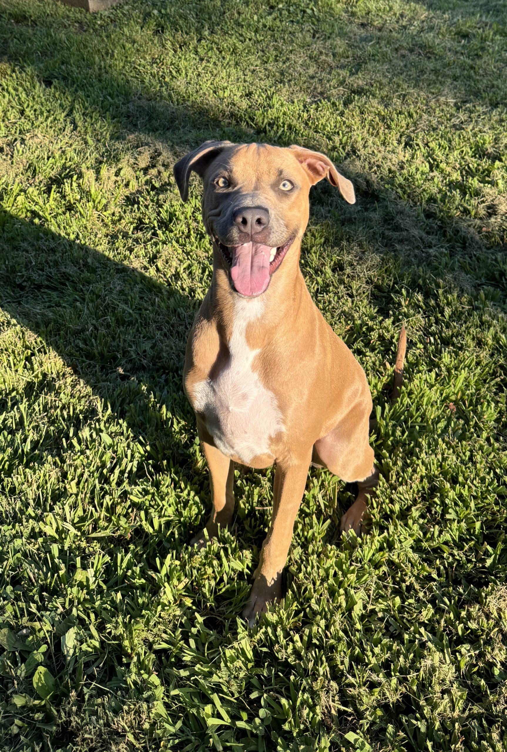 Sunny 5827 D, a Adoptable mixed breed in Frankfort, KY image 2/5