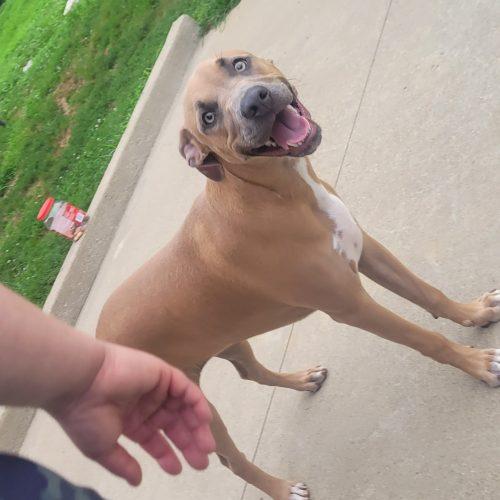 Sunny 5827 D, a Adoptable mixed breed in Frankfort, KY image 3/5