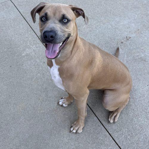 Sunny 5827 D, a Adoptable mixed breed in Frankfort, KY image 4/5