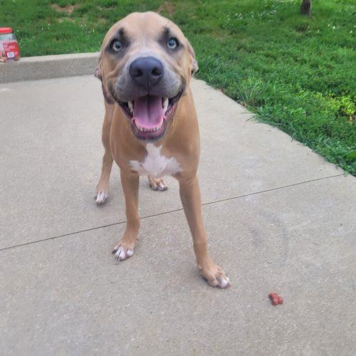 Sunny 5827 D, a Adoptable mixed breed in Frankfort, KY image 5/5