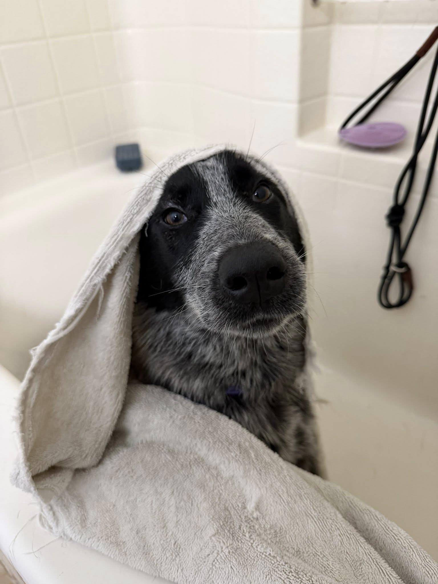 Cargo, a Adoptable Australian Cattle Dog / Blue Heeler in Paso Robles, CA image 1/3