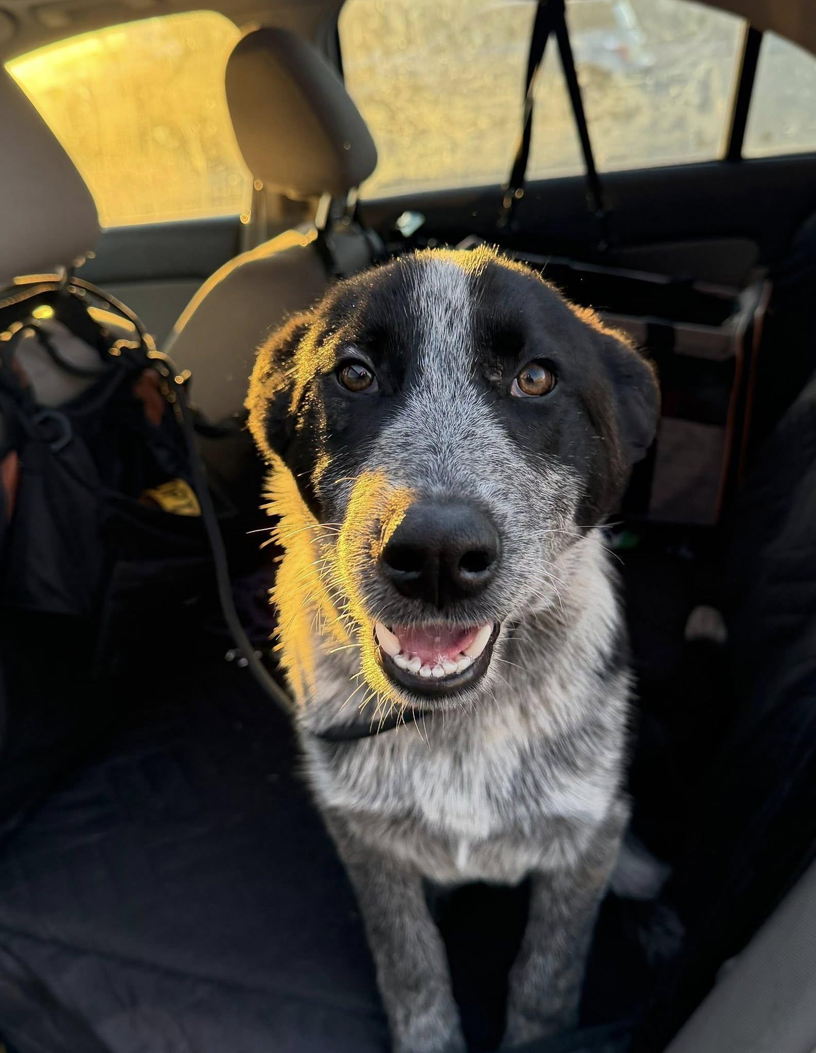 Cargo, a Adoptable Australian Cattle Dog / Blue Heeler in Paso Robles, CA image 2/3