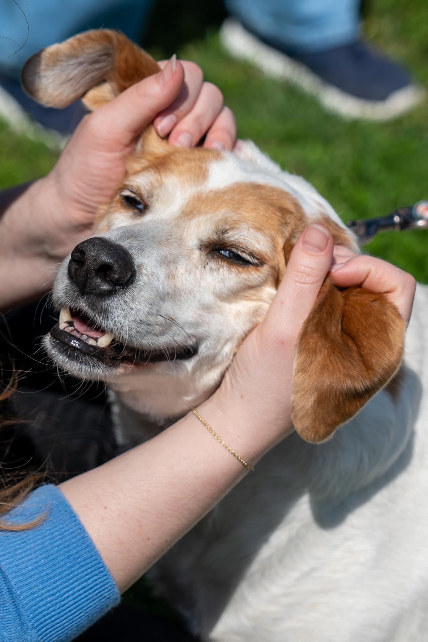 Shelby, a ADOPTABLE Hound in King George, VA image 3/4