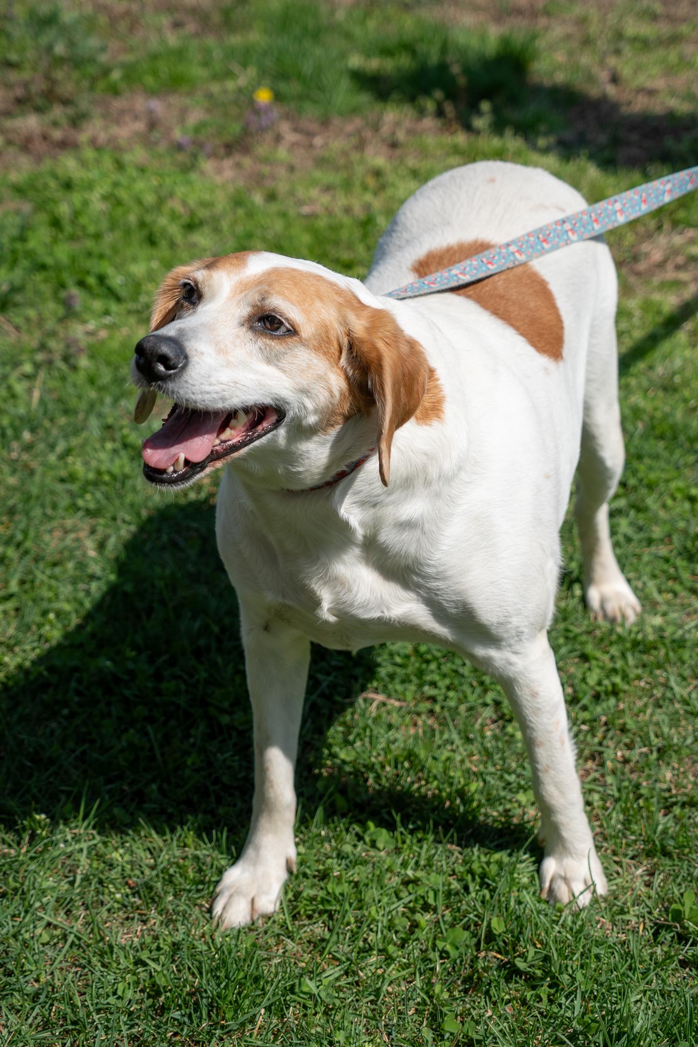 Shelby, a ADOPTABLE Hound in King George, VA image 2/4