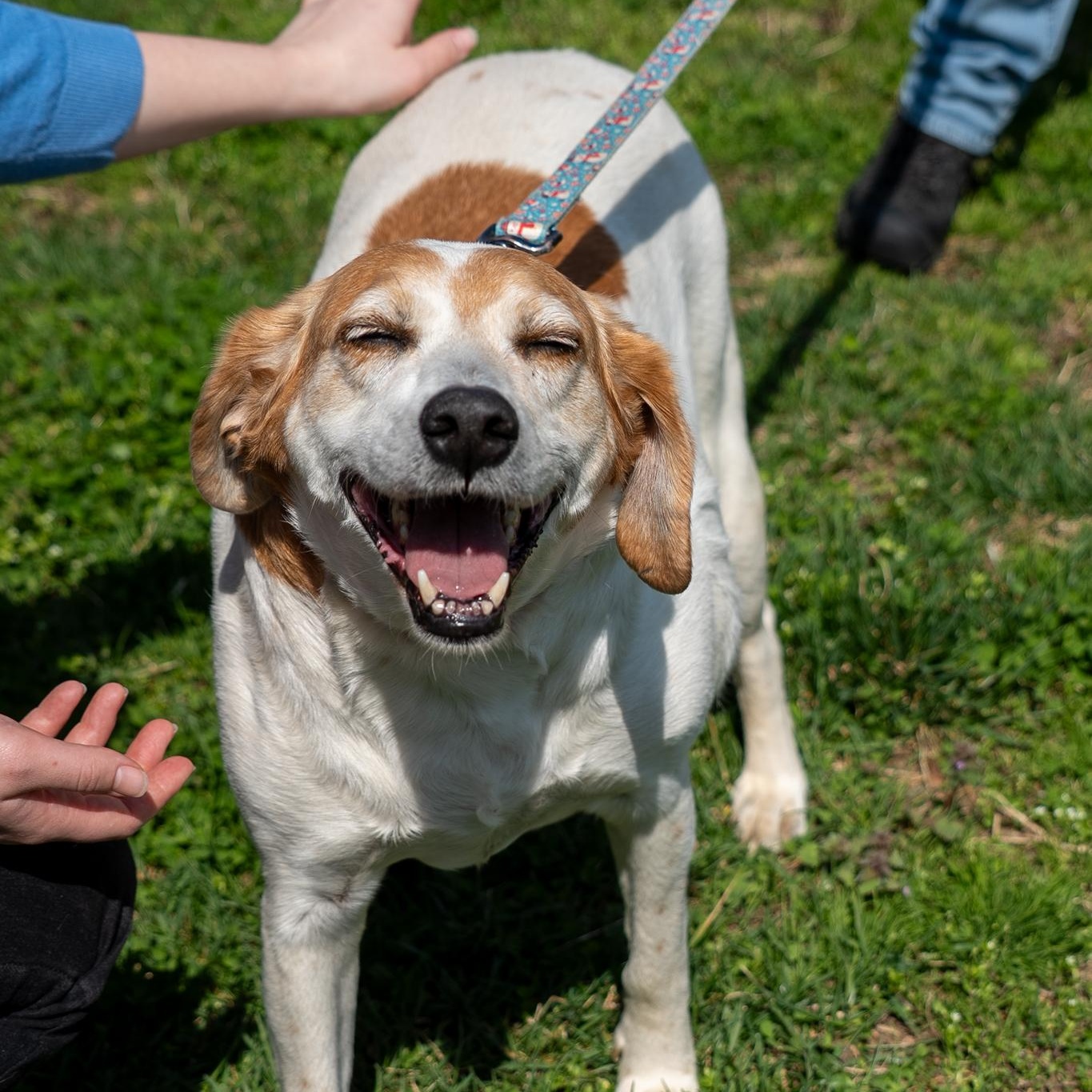 Shelby, ADOPTABLE, Adult Female Hound.