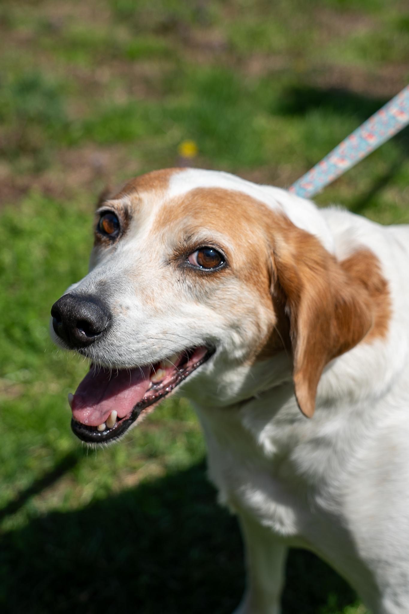 Shelby, a ADOPTABLE Hound in King George, VA image 4/4