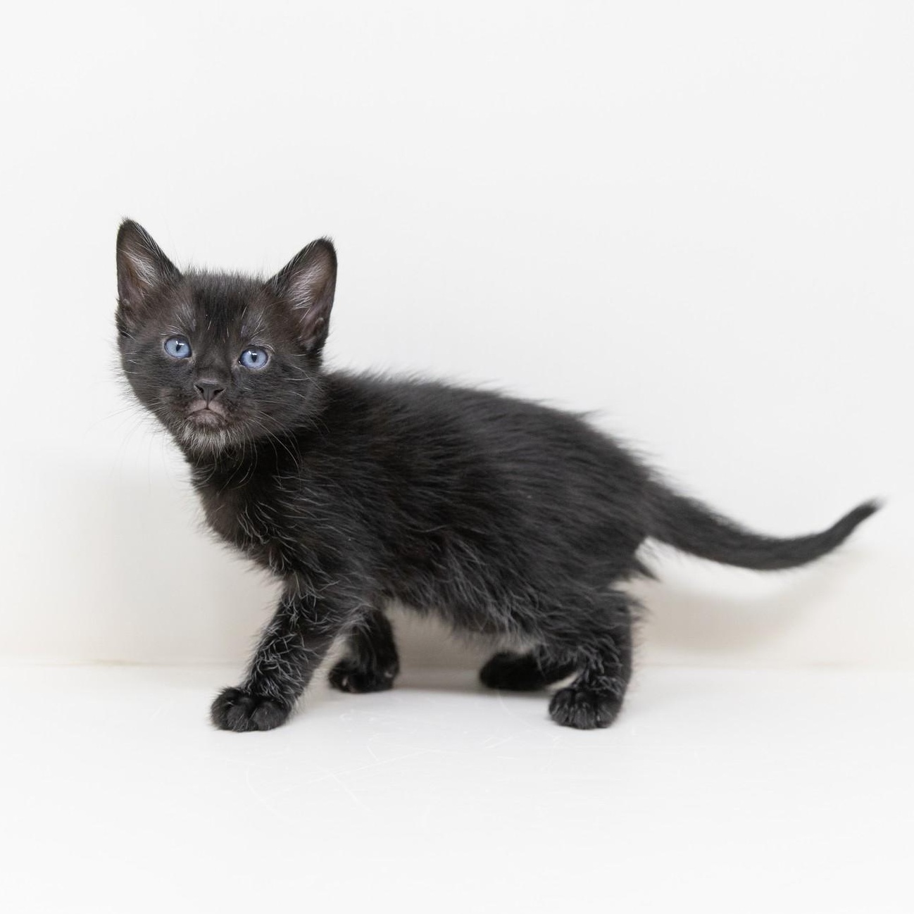 Jasper, ADOPTABLE, Kitten Male Domestic Medium Hair.