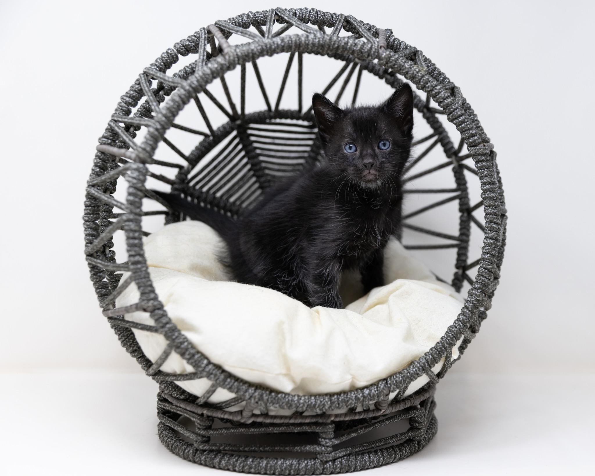 Enlarge Jasper, a ADOPTABLE Domestic Medium Hair in Trophy Club, TX image 4/5