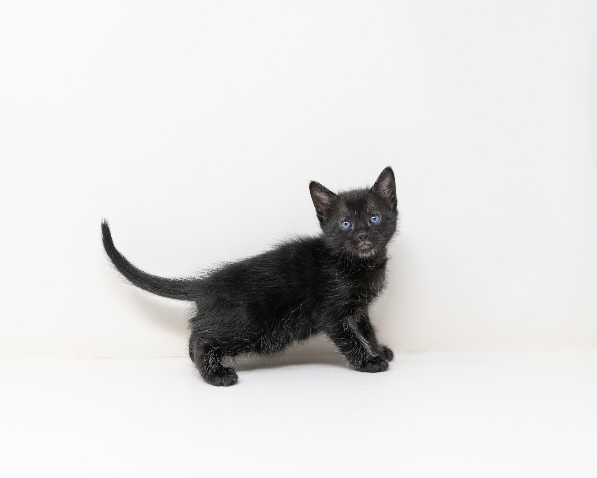Enlarge Jasper, a ADOPTABLE Domestic Medium Hair in Trophy Club, TX image 5/5