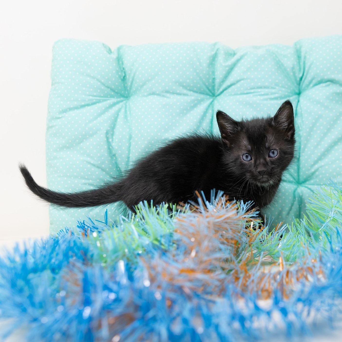 Enlarge Jasper, a ADOPTABLE Domestic Medium Hair in Trophy Club, TX image 2/5