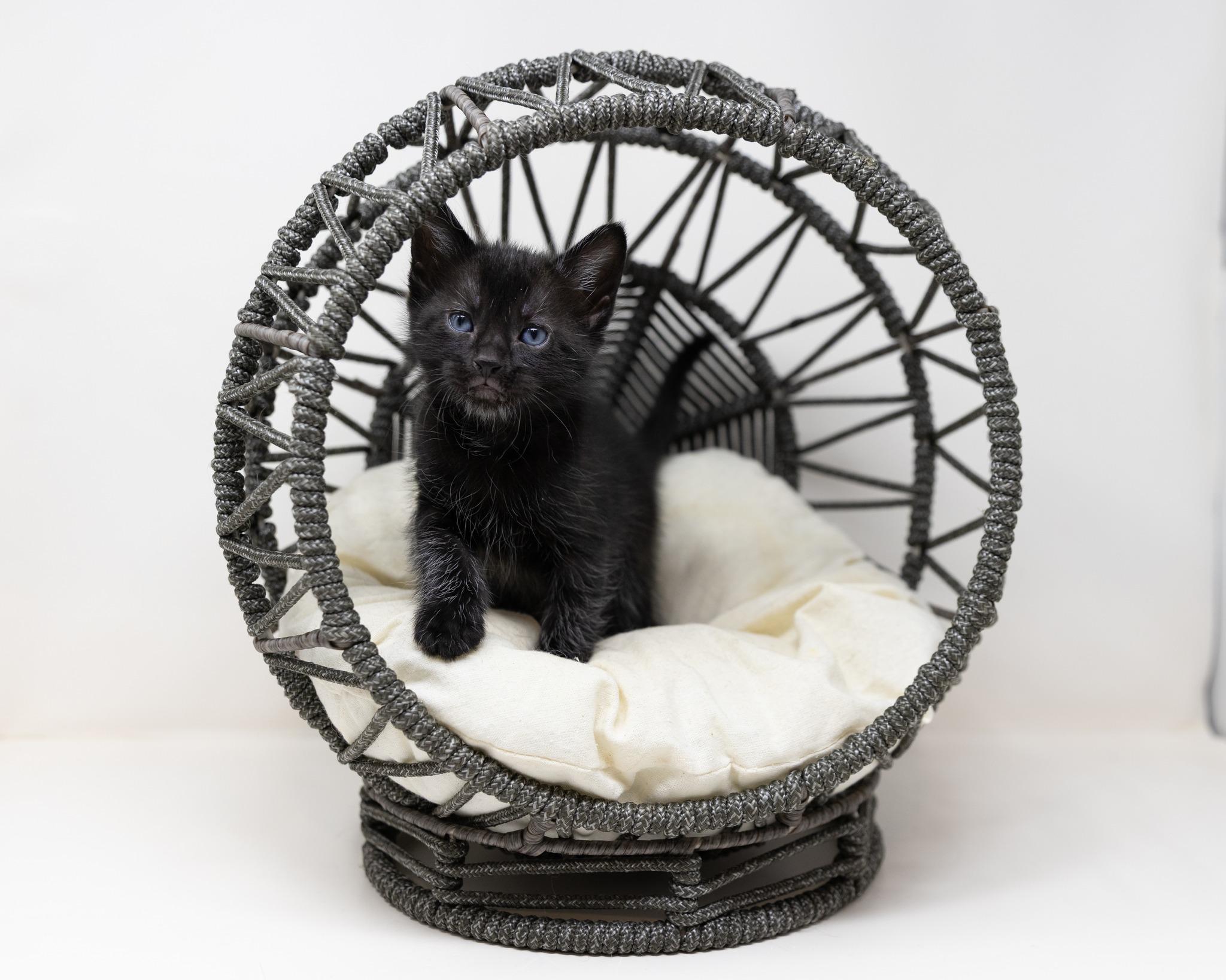 Enlarge Jasper, a ADOPTABLE Domestic Medium Hair in Trophy Club, TX image 3/5